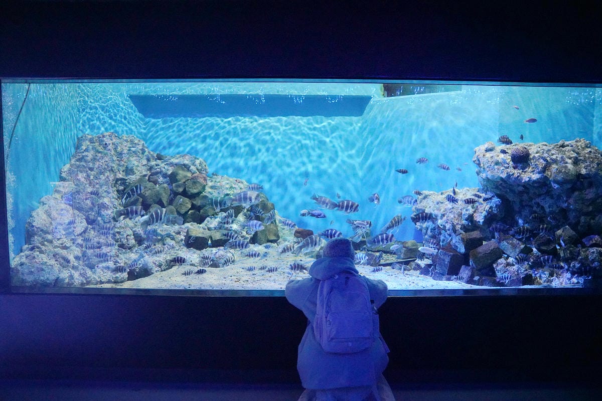 【箱根園水族館】箱根室內景點推薦 日本海拔最高水族館 亞洲小爪水獺握手/貝加爾海豹/可愛企鵝