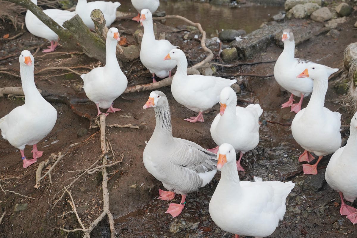 【箱根園水族館】箱根室內景點推薦 日本海拔最高水族館 亞洲小爪水獺握手/貝加爾海豹/可愛企鵝