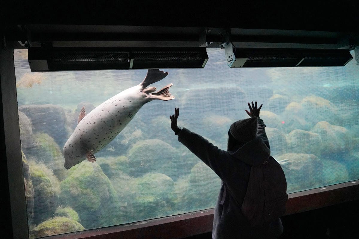 【箱根園水族館】箱根室內景點推薦 日本海拔最高水族館 亞洲小爪水獺握手/貝加爾海豹/可愛企鵝