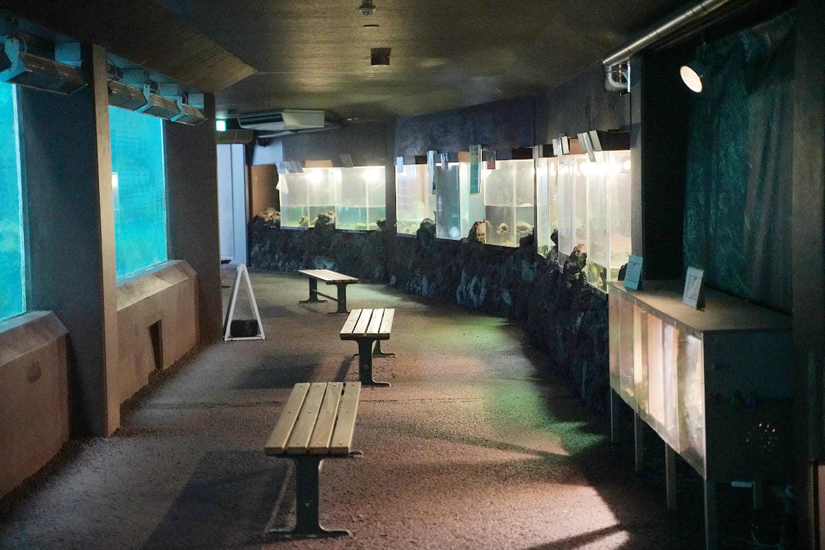 【箱根園水族館】箱根室內景點推薦 日本海拔最高水族館 亞洲小爪水獺握手/貝加爾海豹/可愛企鵝