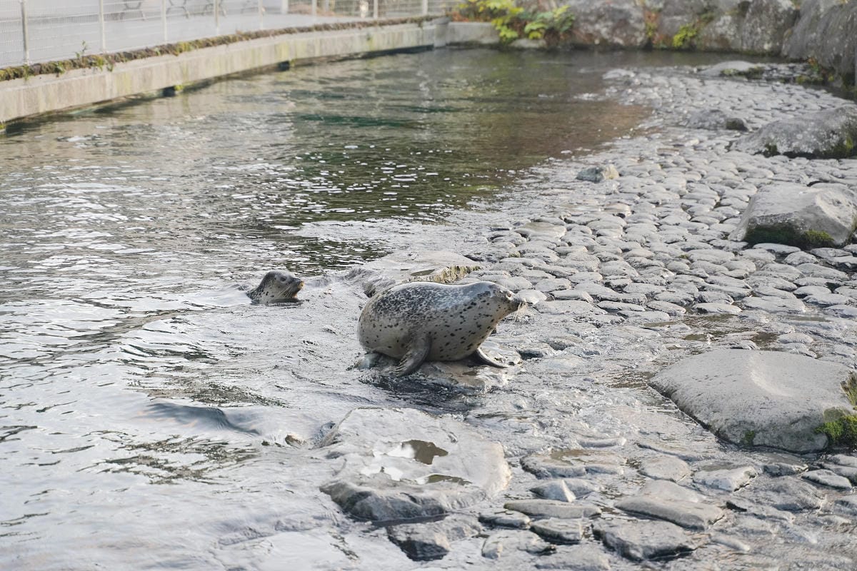 【箱根園水族館】箱根室內景點推薦 日本海拔最高水族館 亞洲小爪水獺握手/貝加爾海豹/可愛企鵝