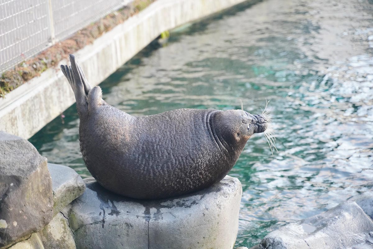 【箱根園水族館】箱根室內景點推薦 日本海拔最高水族館 亞洲小爪水獺握手/貝加爾海豹/可愛企鵝