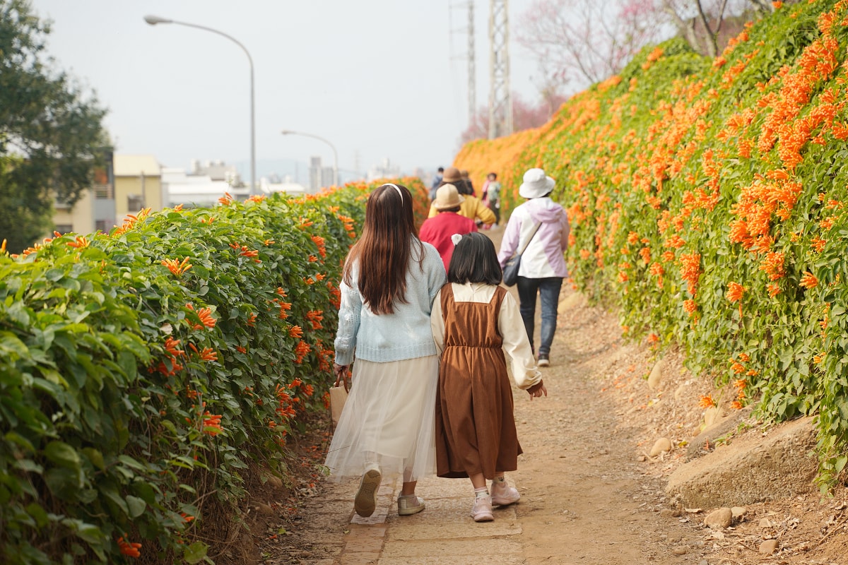【銅鑼炮仗花海公園】苗栗銅鑼免費景點推薦 季節限定絕美銅鑼櫻花隧道 銅鑼炮仗花城橘紅色瀑布