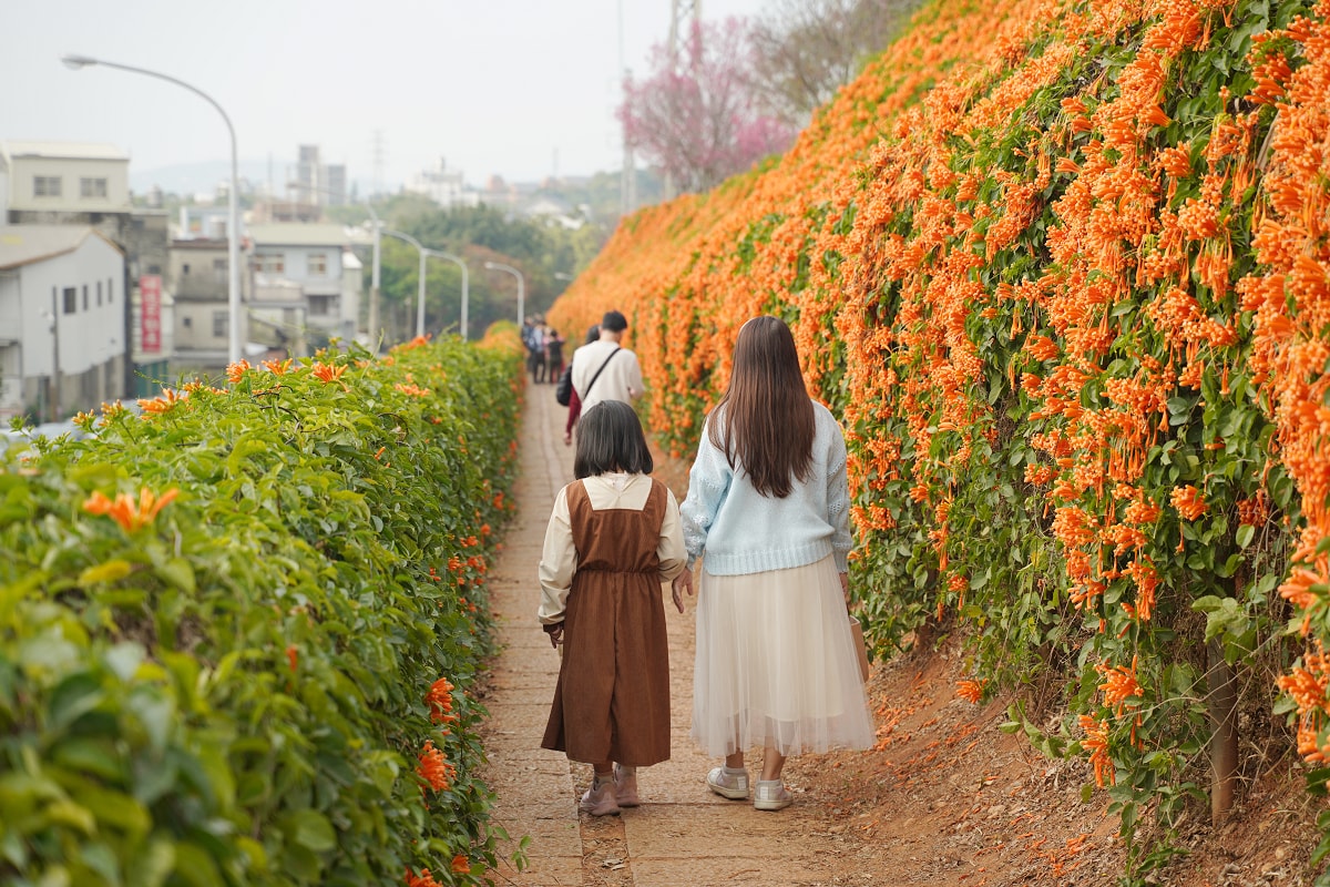 【銅鑼炮仗花海公園】苗栗銅鑼免費景點推薦 季節限定絕美銅鑼櫻花隧道 銅鑼炮仗花城橘紅色瀑布