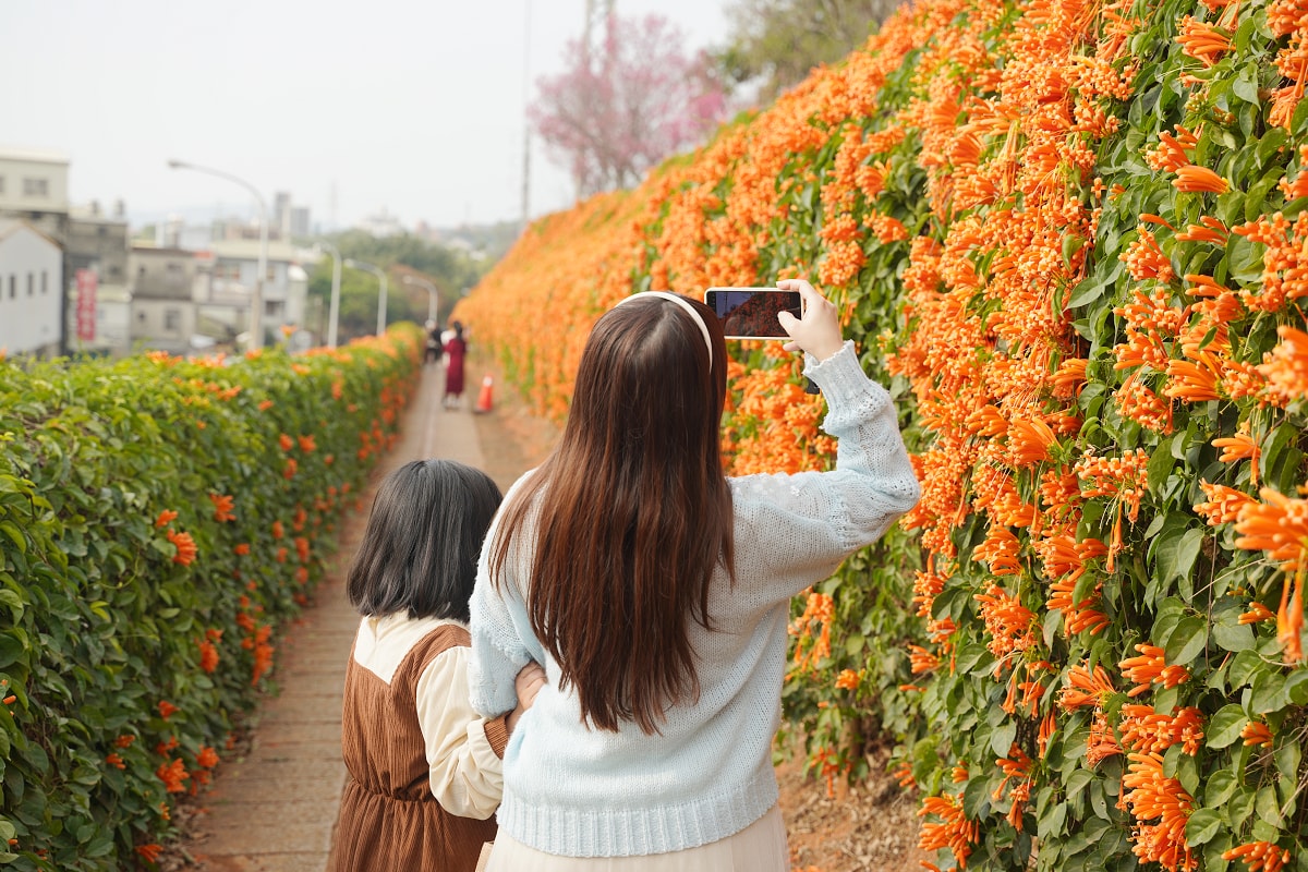 【銅鑼炮仗花海公園】苗栗銅鑼免費景點推薦 季節限定絕美銅鑼櫻花隧道 銅鑼炮仗花城橘紅色瀑布