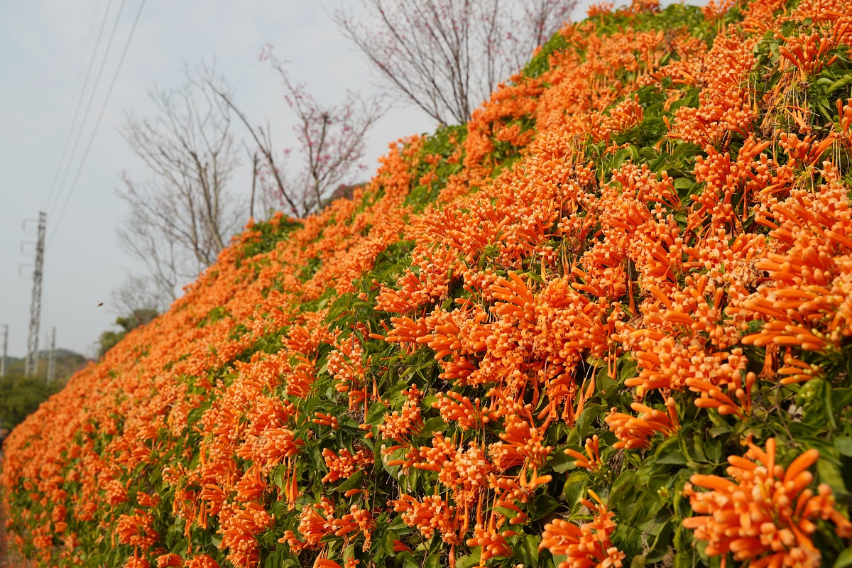 【銅鑼炮仗花海公園】苗栗銅鑼免費景點推薦 季節限定絕美銅鑼櫻花隧道 銅鑼炮仗花城橘紅色瀑布