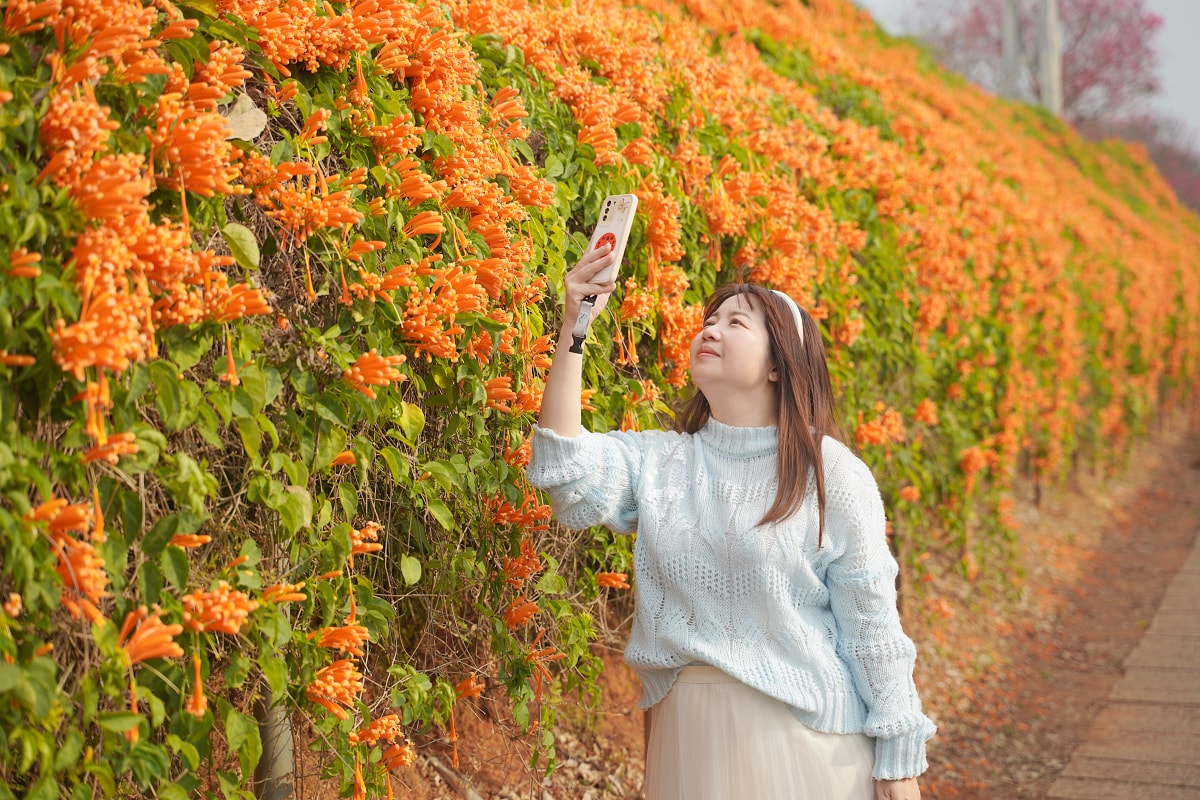 【銅鑼炮仗花海公園】苗栗銅鑼免費景點推薦 季節限定絕美銅鑼櫻花隧道 銅鑼炮仗花城橘紅色瀑布