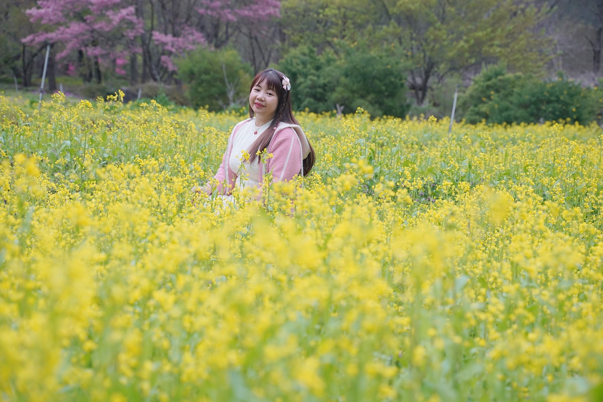 【武陵農場入口花園廣場】絕美油菜花田拍美照好去處 一年四季當季花田網美必訪 武陵農場賞櫻熱點