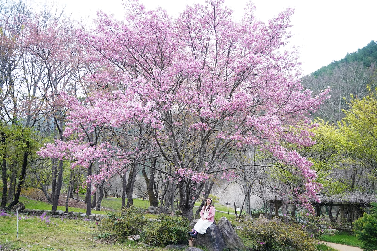 【武陵農場入口花園廣場】絕美油菜花田拍美照好去處 一年四季當季花田網美必訪 武陵農場賞櫻熱點