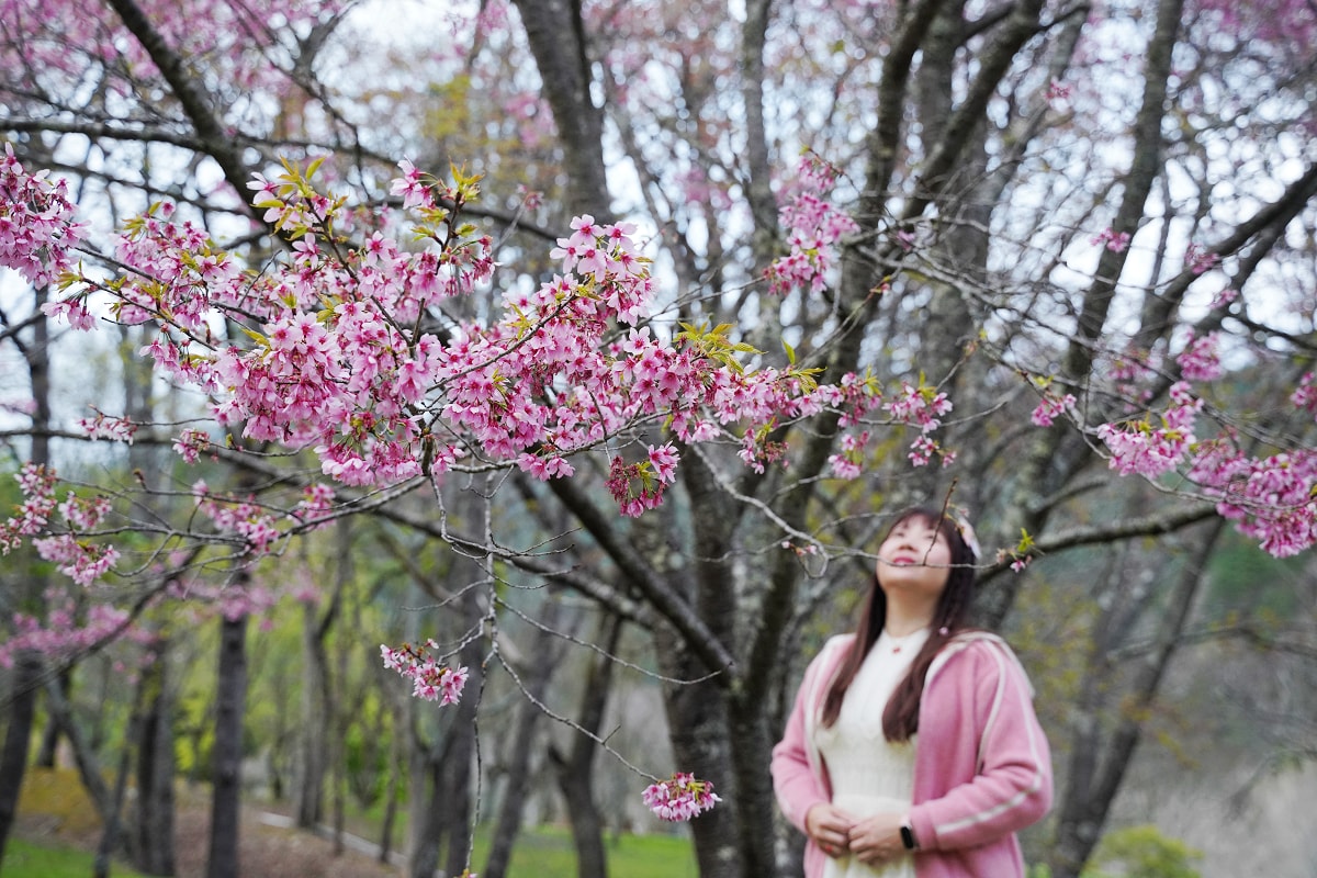 【武陵農場入口花園廣場】絕美油菜花田拍美照好去處 一年四季當季花田網美必訪 武陵農場賞櫻熱點