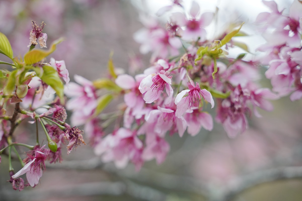 【武陵農場入口花園廣場】絕美油菜花田拍美照好去處 一年四季當季花田網美必訪 武陵農場賞櫻熱點