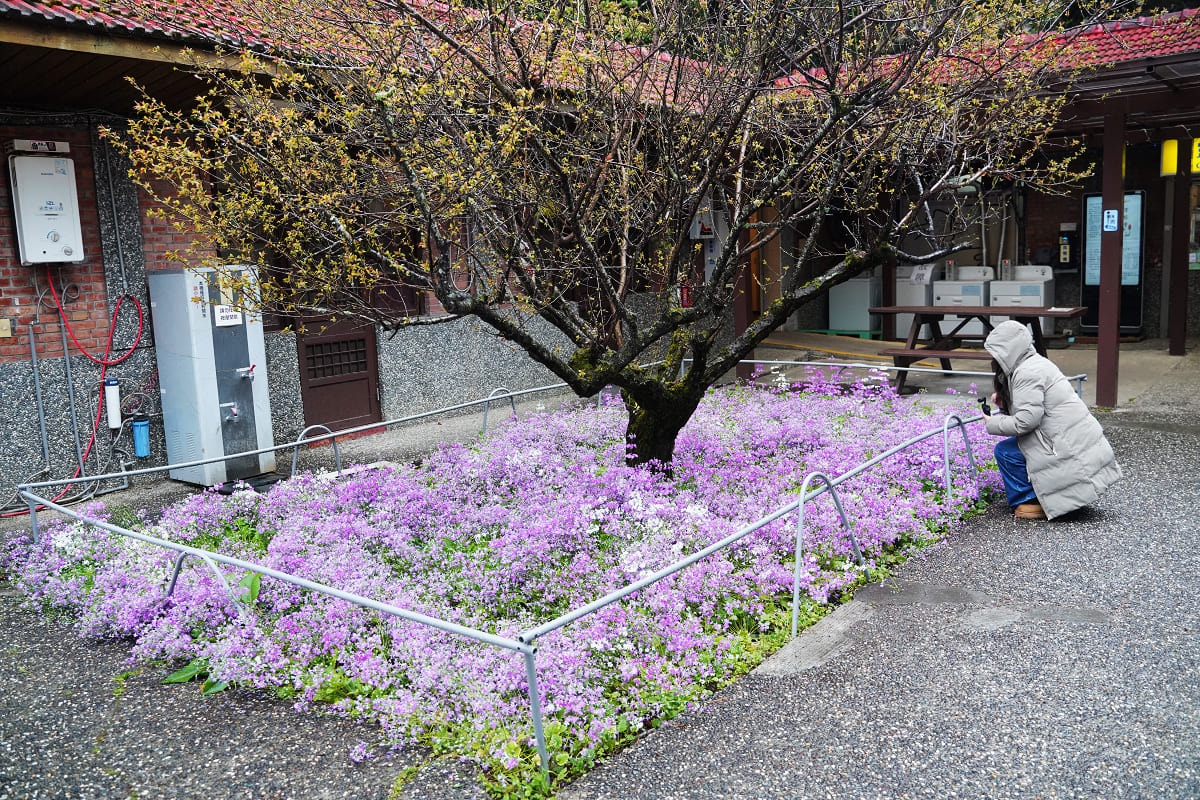 【武陵農場露營區】武陵農場賞花景點推薦 露營小木屋2000元起 帳篷/炊事帳/睡袋現場可租借 - 第3張圖 【武陵農場露營區】武陵農場賞花景點推薦 露營小木屋2000元起 帳篷/炊事帳/睡袋現場可租借