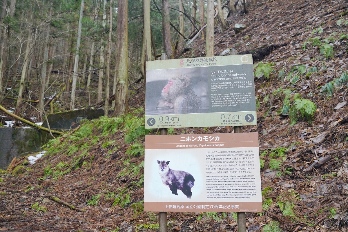 【地獄谷野猿公苑】全世界棲息地最北非人類靈長類動物 愛泡溫泉的野生日本獼猴 成立於1964年 - 第11張圖 【地獄谷野猿公苑】全世界棲息地最北非人類靈長類動物 愛泡溫泉的野生日本獼猴 成立於1964年