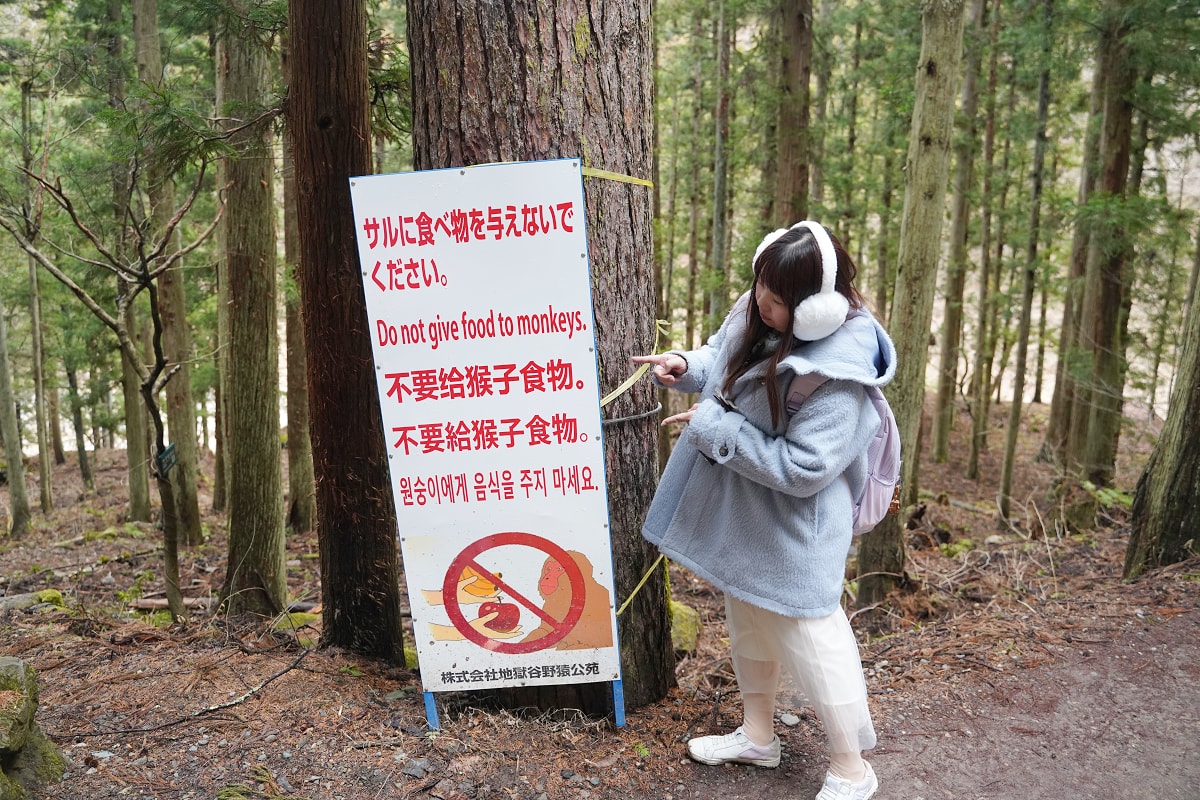 【地獄谷野猿公苑】全世界棲息地最北非人類靈長類動物 愛泡溫泉的野生日本獼猴 成立於1964年 - 第13張圖 【地獄谷野猿公苑】全世界棲息地最北非人類靈長類動物 愛泡溫泉的野生日本獼猴 成立於1964年