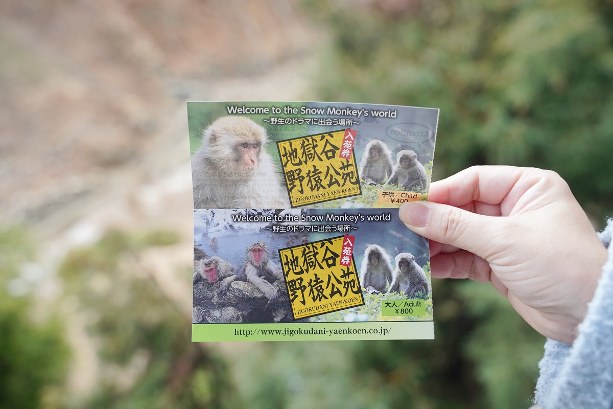 【地獄谷野猿公苑】全世界棲息地最北非人類靈長類動物 愛泡溫泉的野生日本獼猴 成立於1964年 - 第19張圖 【地獄谷野猿公苑】全世界棲息地最北非人類靈長類動物 愛泡溫泉的野生日本獼猴 成立於1964年