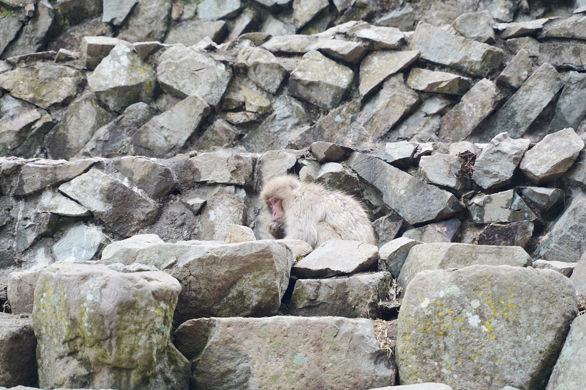 【地獄谷野猿公苑】全世界棲息地最北非人類靈長類動物 愛泡溫泉的野生日本獼猴 成立於1964年