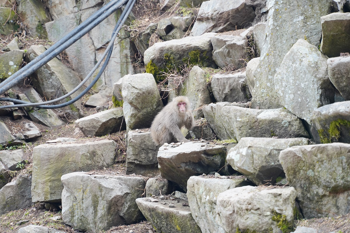 【地獄谷野猿公苑】全世界棲息地最北非人類靈長類動物 愛泡溫泉的野生日本獼猴 成立於1964年