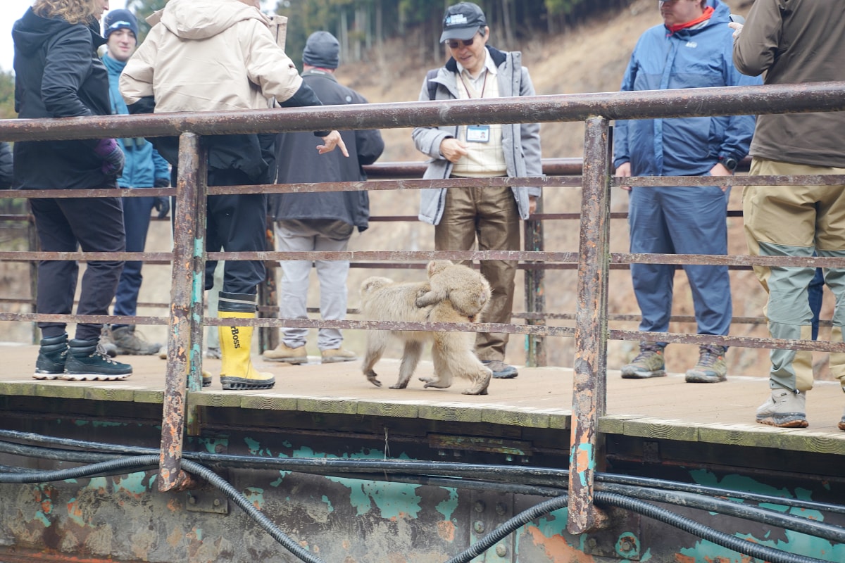 【地獄谷野猿公苑】全世界棲息地最北非人類靈長類動物 愛泡溫泉的野生日本獼猴 成立於1964年