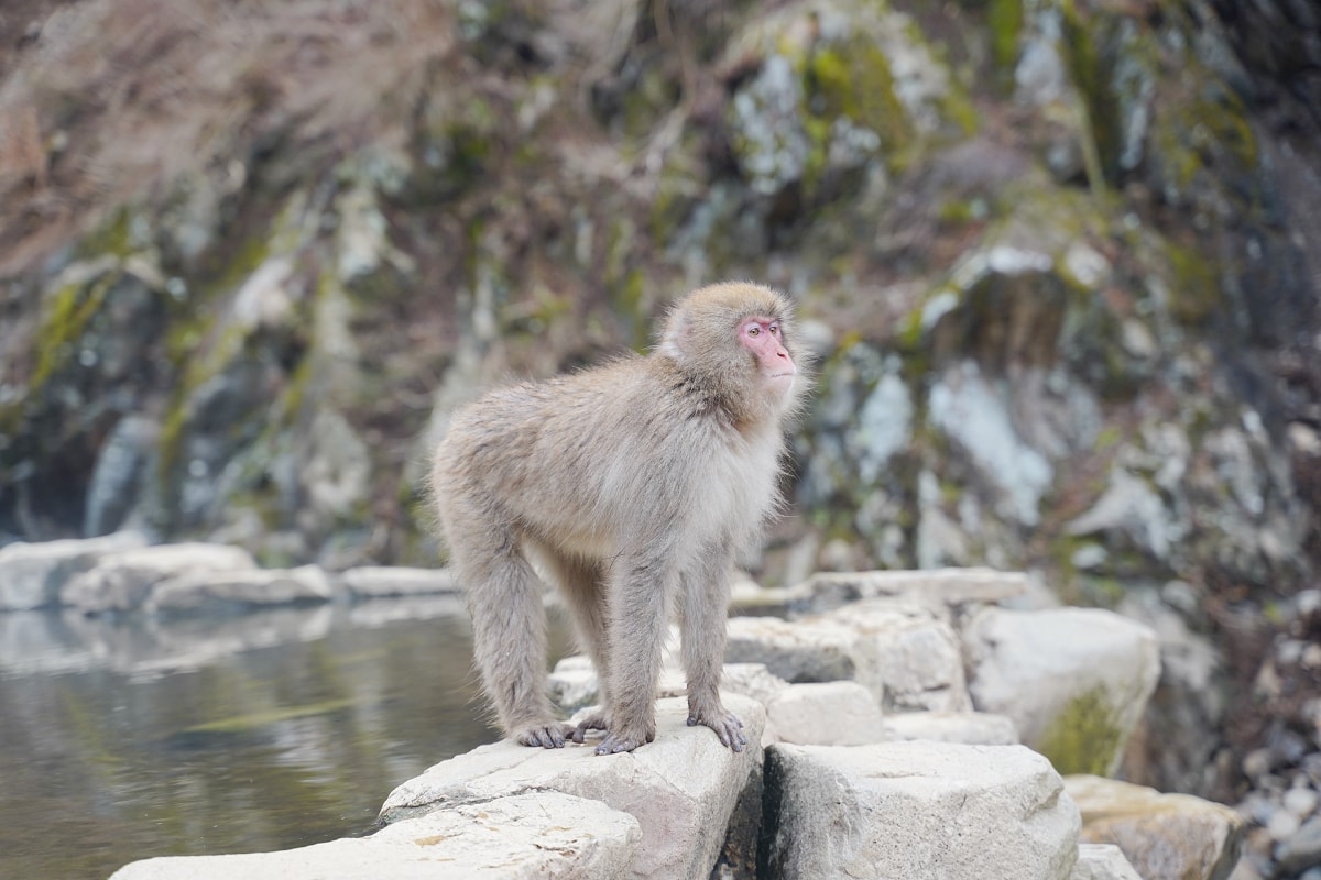 【地獄谷野猿公苑】全世界棲息地最北非人類靈長類動物 愛泡溫泉的野生日本獼猴 成立於1964年