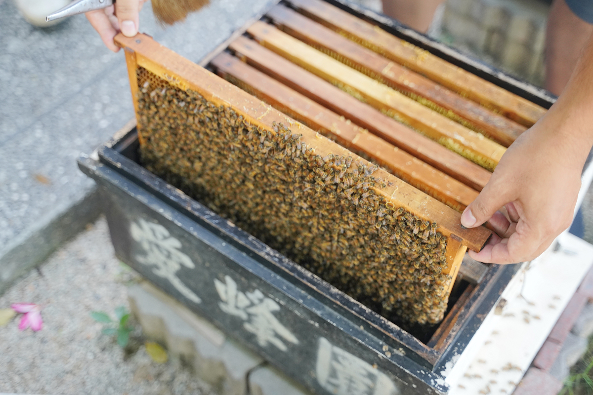 【愛蜂園ifengyuan】新竹親子體驗行程推薦 專業蜜蜂生態導覽 蜂農體驗天然蜂蜜現採現吃