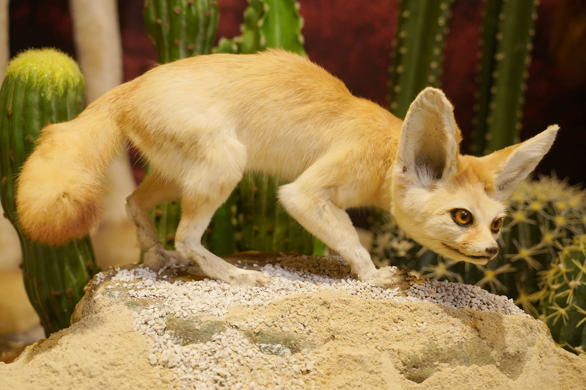 【動物王國大探險展-比薩大學自然史博物館】真實動物標本+沉浸式光影 國立臺灣科學教育館