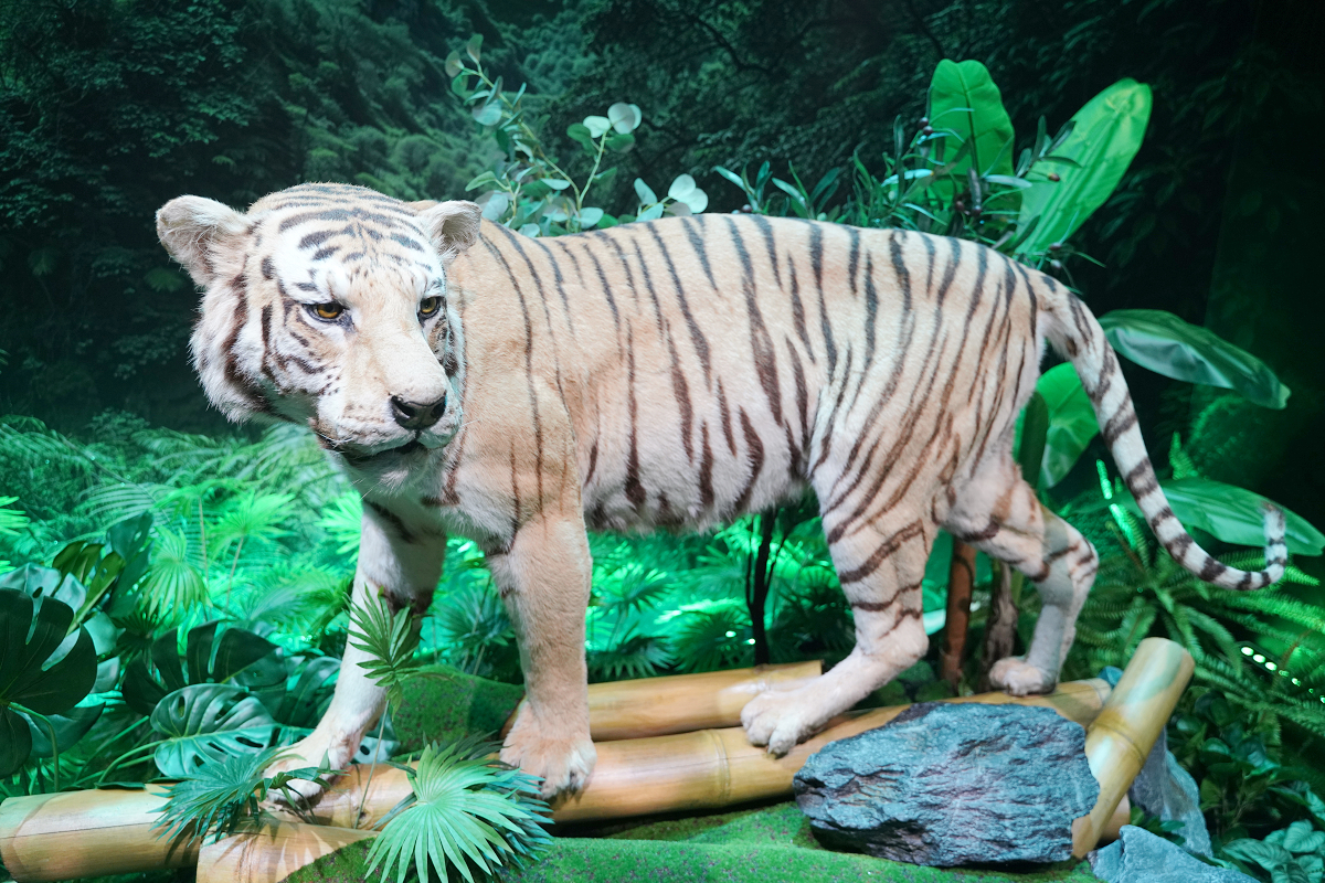 【動物王國大探險展-比薩大學自然史博物館】真實動物標本+沉浸式光影 國立臺灣科學教育館