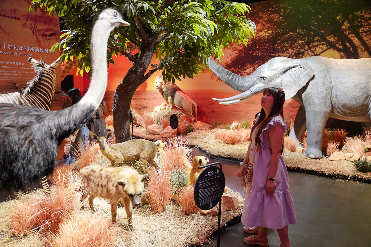 【動物王國大探險展-比薩大學自然史博物館】真實動物標本+沉浸式光影 國立臺灣科學教育館