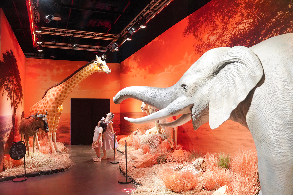 【動物王國大探險展-比薩大學自然史博物館】真實動物標本+沉浸式光影 國立臺灣科學教育館