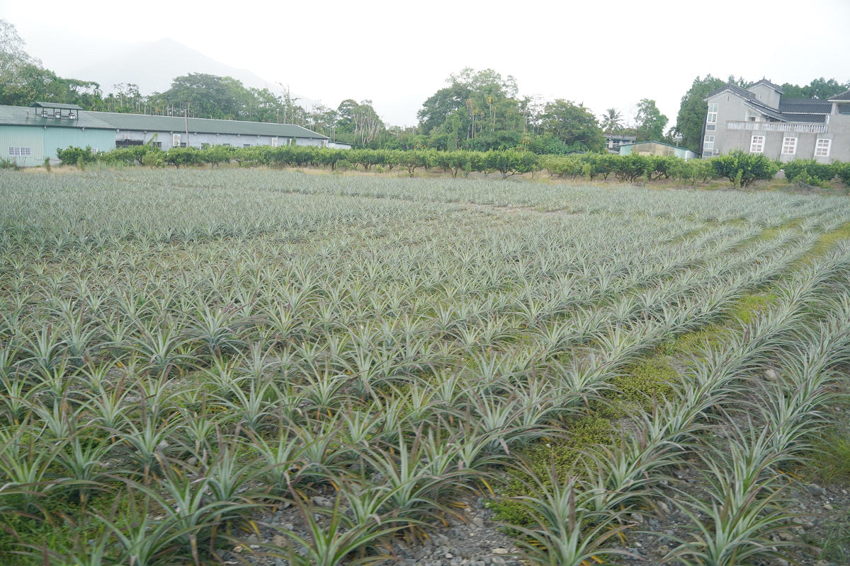 【花蓮富興社區】全台最大土鳳梨產地 富興客棧鳳梨主題大餐/純鳳梨刨冰/鳳梨酥手作DIY體驗 - 第28張圖 【花蓮富興社區】全台最大土鳳梨產地 富興客棧鳳梨主題大餐/純鳳梨刨冰/鳳梨酥手作DIY體驗