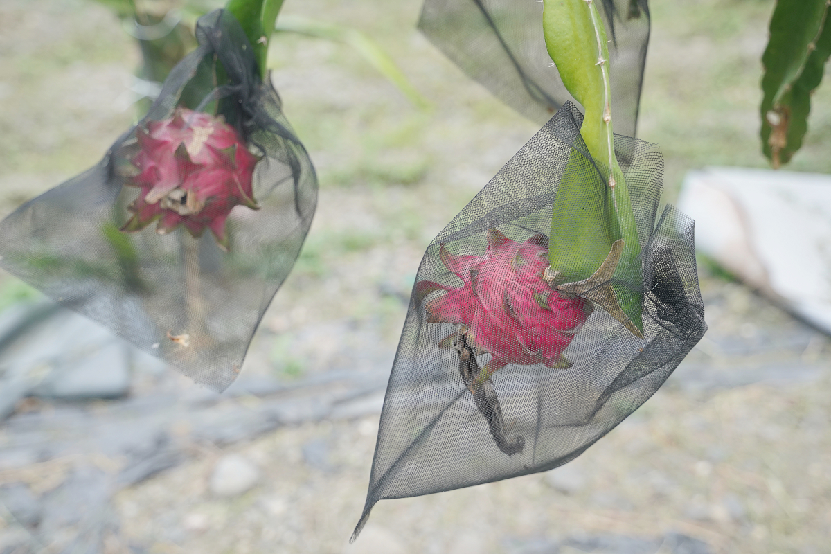 【花蓮富興社區】全台最大土鳳梨產地 富興客棧鳳梨主題大餐/純鳳梨刨冰/鳳梨酥手作DIY體驗 - 第32張圖 【花蓮富興社區】全台最大土鳳梨產地 富興客棧鳳梨主題大餐/純鳳梨刨冰/鳳梨酥手作DIY體驗
