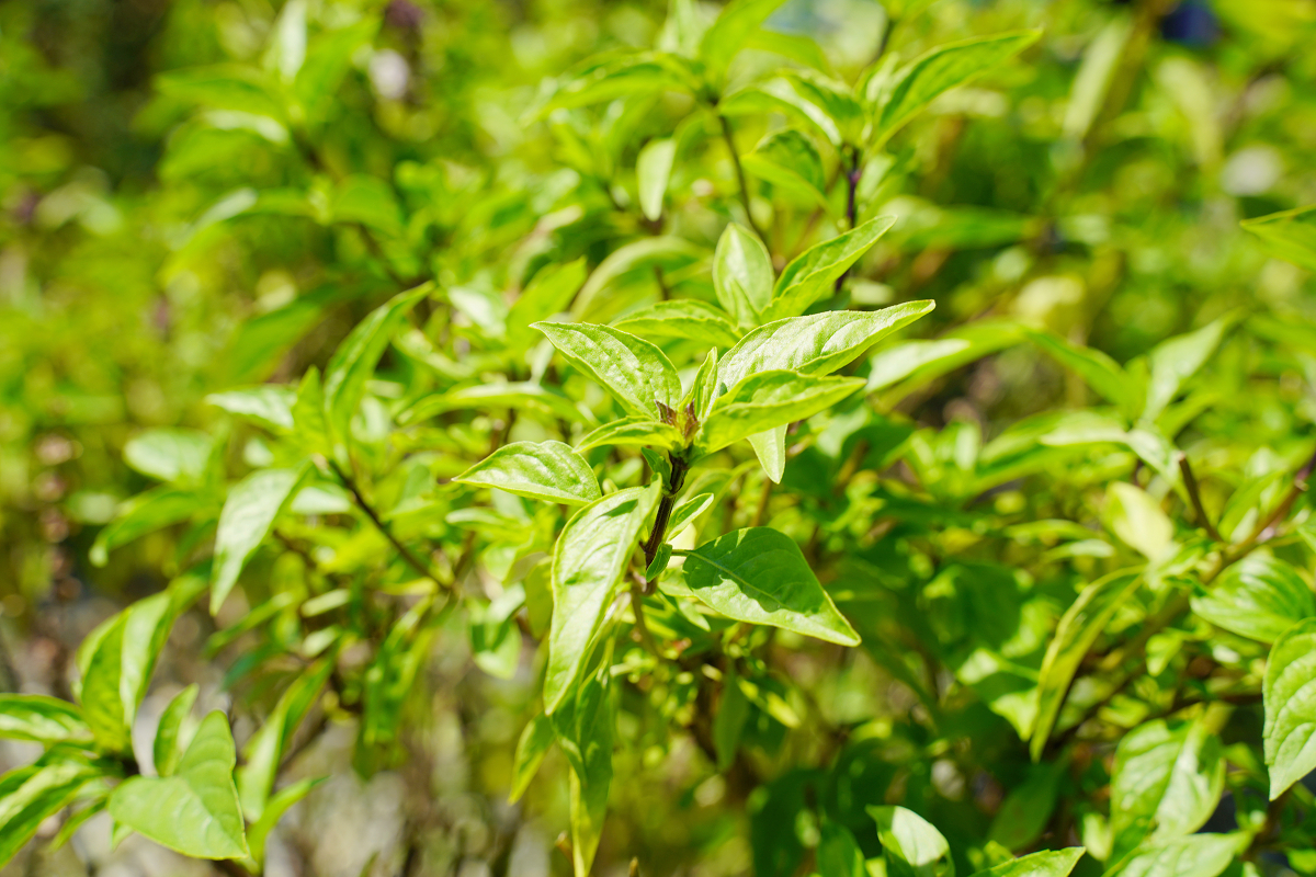 【花蓮砂荖部落】百年古井砂荖社區導覽走讀 砂荖部落野奢風味餐 豐厚傳統文化低碳與綠色生態旅遊