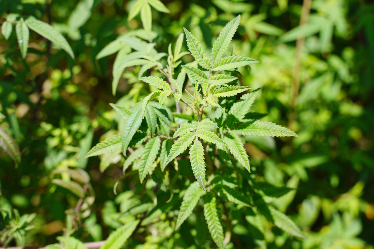 【花蓮砂荖部落】百年古井砂荖社區導覽走讀 砂荖部落野奢風味餐 豐厚傳統文化低碳與綠色生態旅遊