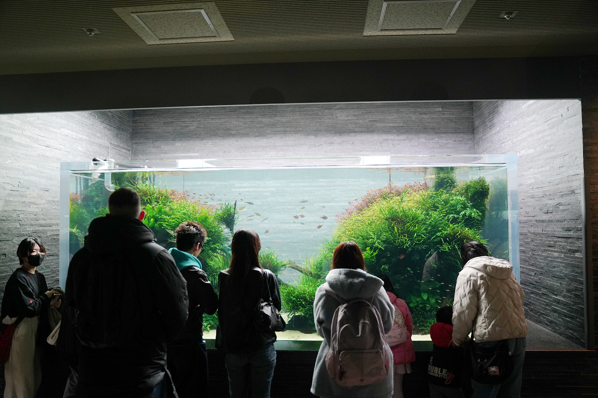 【墨田水族館】東京親子室內景點推薦 東京晴空塔都市型水族館 日本規模最大開放式水槽+網美景點