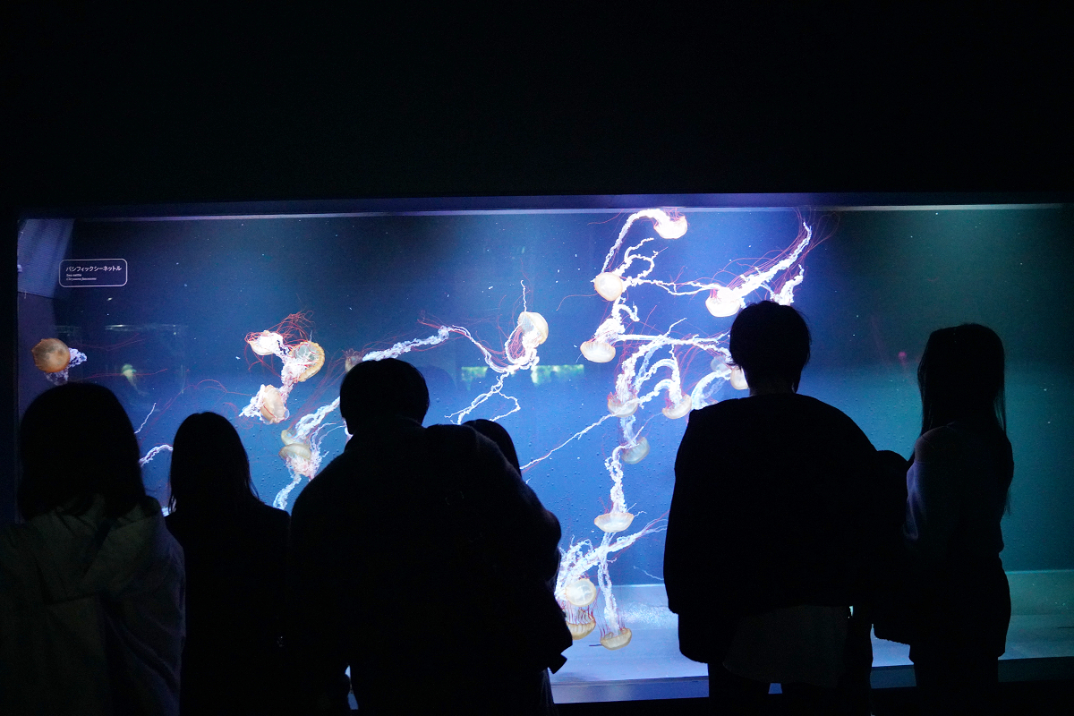 【墨田水族館】東京親子室內景點推薦 東京晴空塔都市型水族館 日本規模最大開放式水槽+網美景點