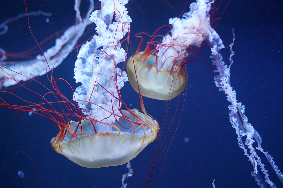 【墨田水族館】東京親子室內景點推薦 東京晴空塔都市型水族館 日本規模最大開放式水槽+網美景點