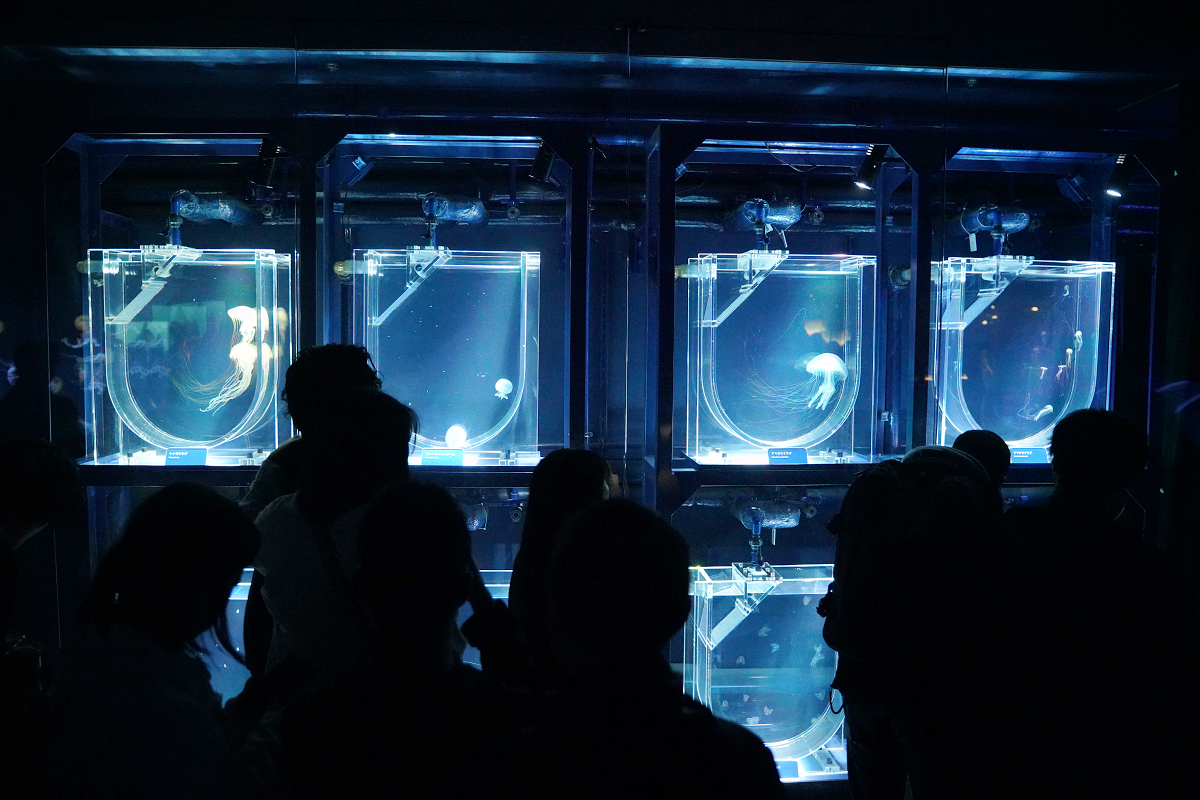 【墨田水族館】東京親子室內景點推薦 東京晴空塔都市型水族館 日本規模最大開放式水槽+網美景點