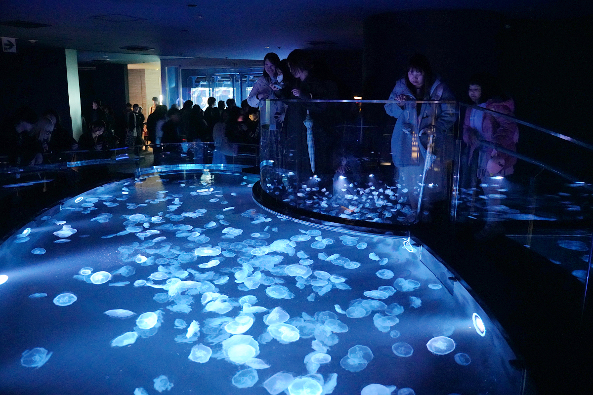 【墨田水族館】東京親子室內景點推薦 東京晴空塔都市型水族館 日本規模最大開放式水槽+網美景點