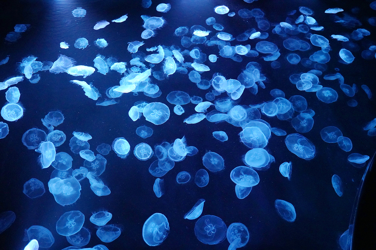 【墨田水族館】東京親子室內景點推薦 東京晴空塔都市型水族館 日本規模最大開放式水槽+網美景點