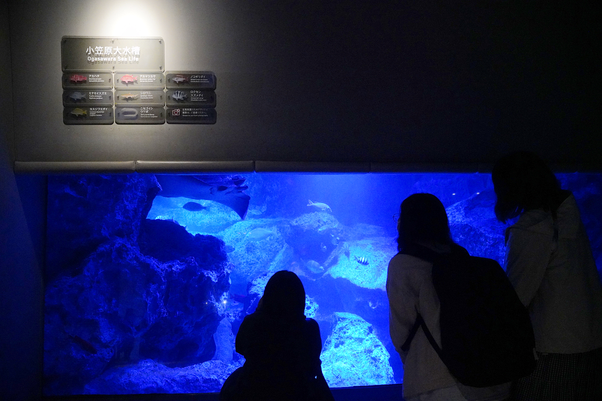 【墨田水族館】東京親子室內景點推薦 東京晴空塔都市型水族館 日本規模最大開放式水槽+網美景點