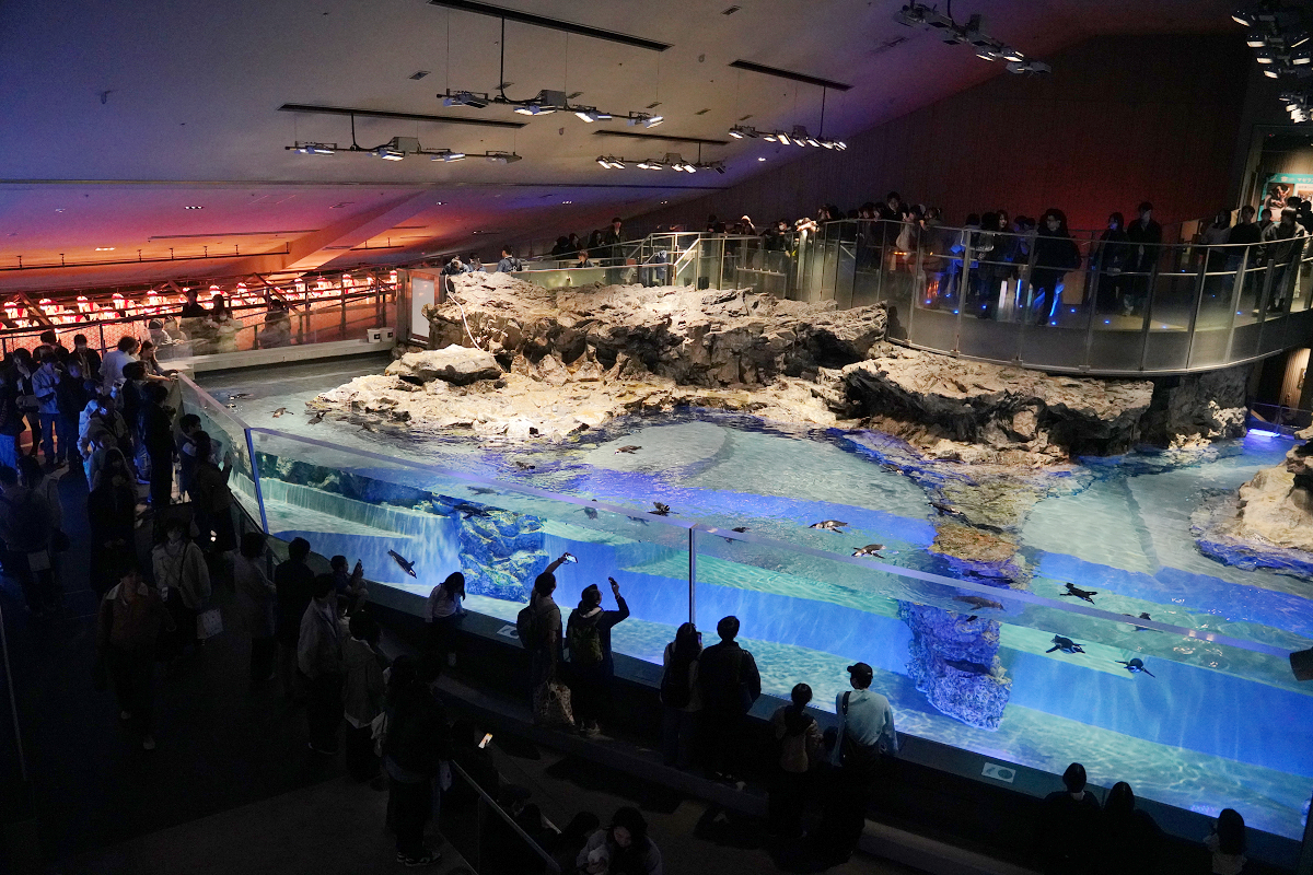 【墨田水族館】東京親子室內景點推薦 東京晴空塔都市型水族館 日本規模最大開放式水槽+網美景點