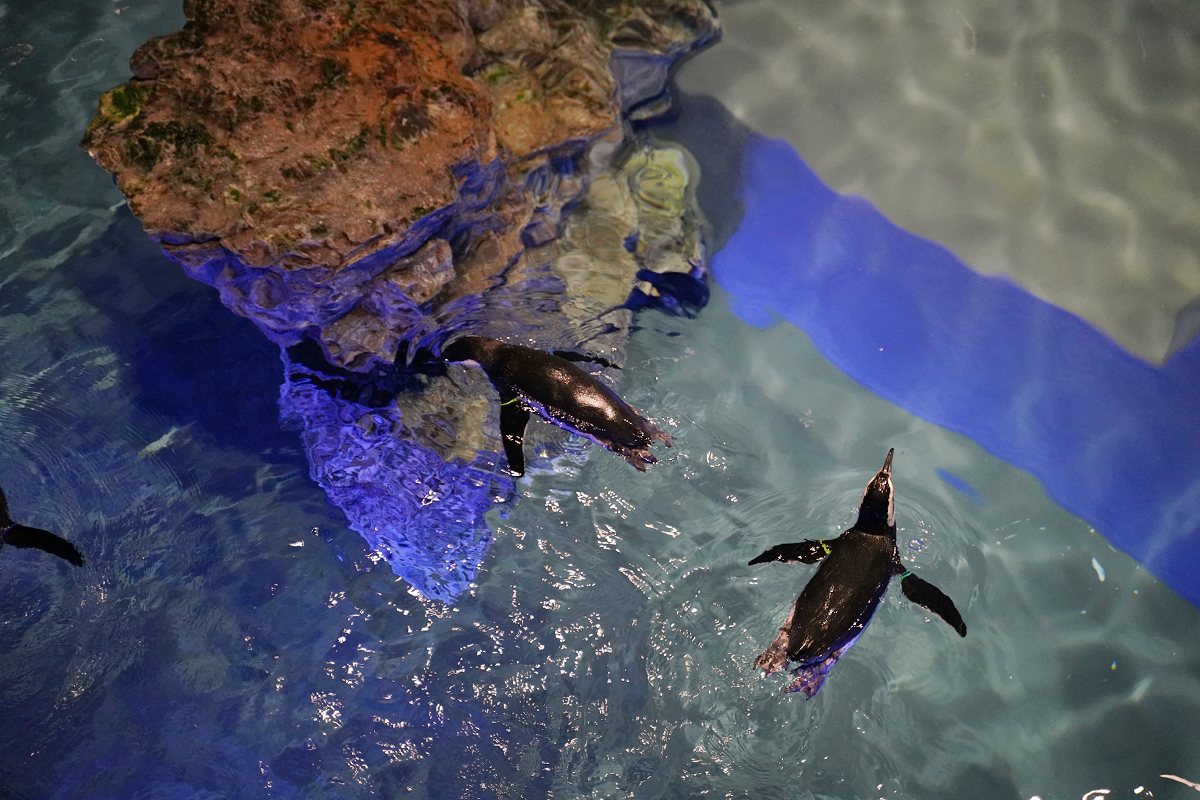 【墨田水族館】東京親子室內景點推薦 東京晴空塔都市型水族館 日本規模最大開放式水槽+網美景點