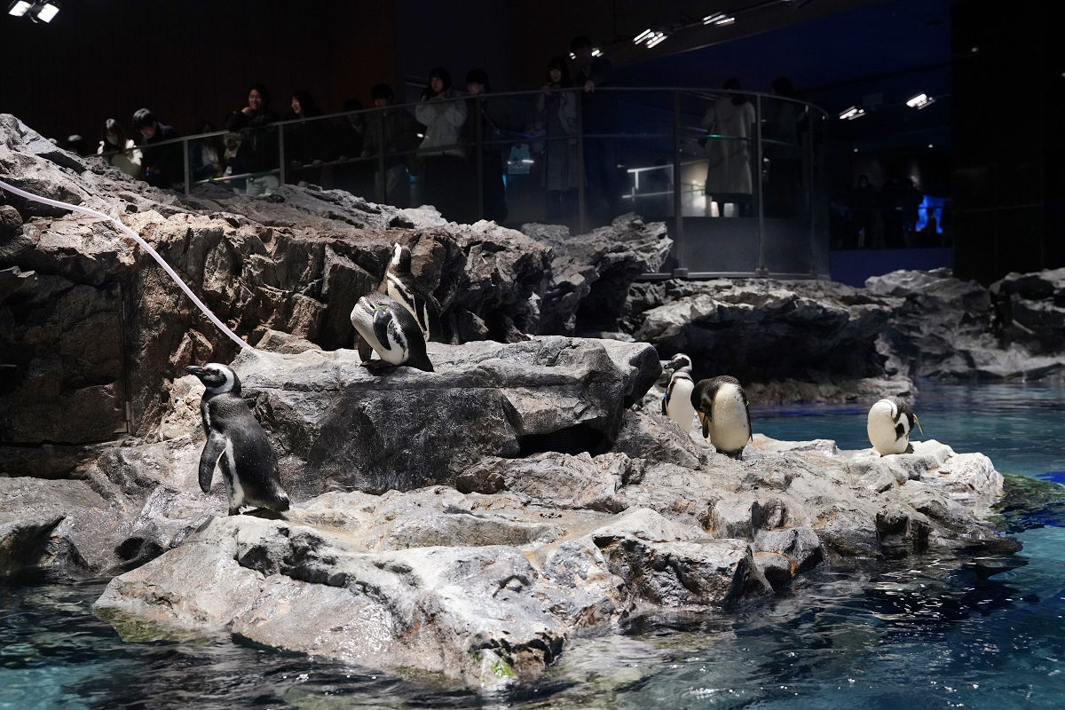 【墨田水族館】東京親子室內景點推薦 東京晴空塔都市型水族館 日本規模最大開放式水槽+網美景點