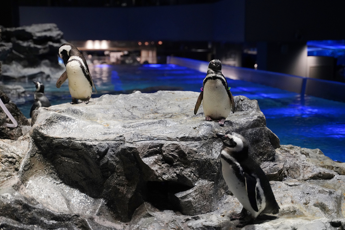 【墨田水族館】東京親子室內景點推薦 東京晴空塔都市型水族館 日本規模最大開放式水槽+網美景點
