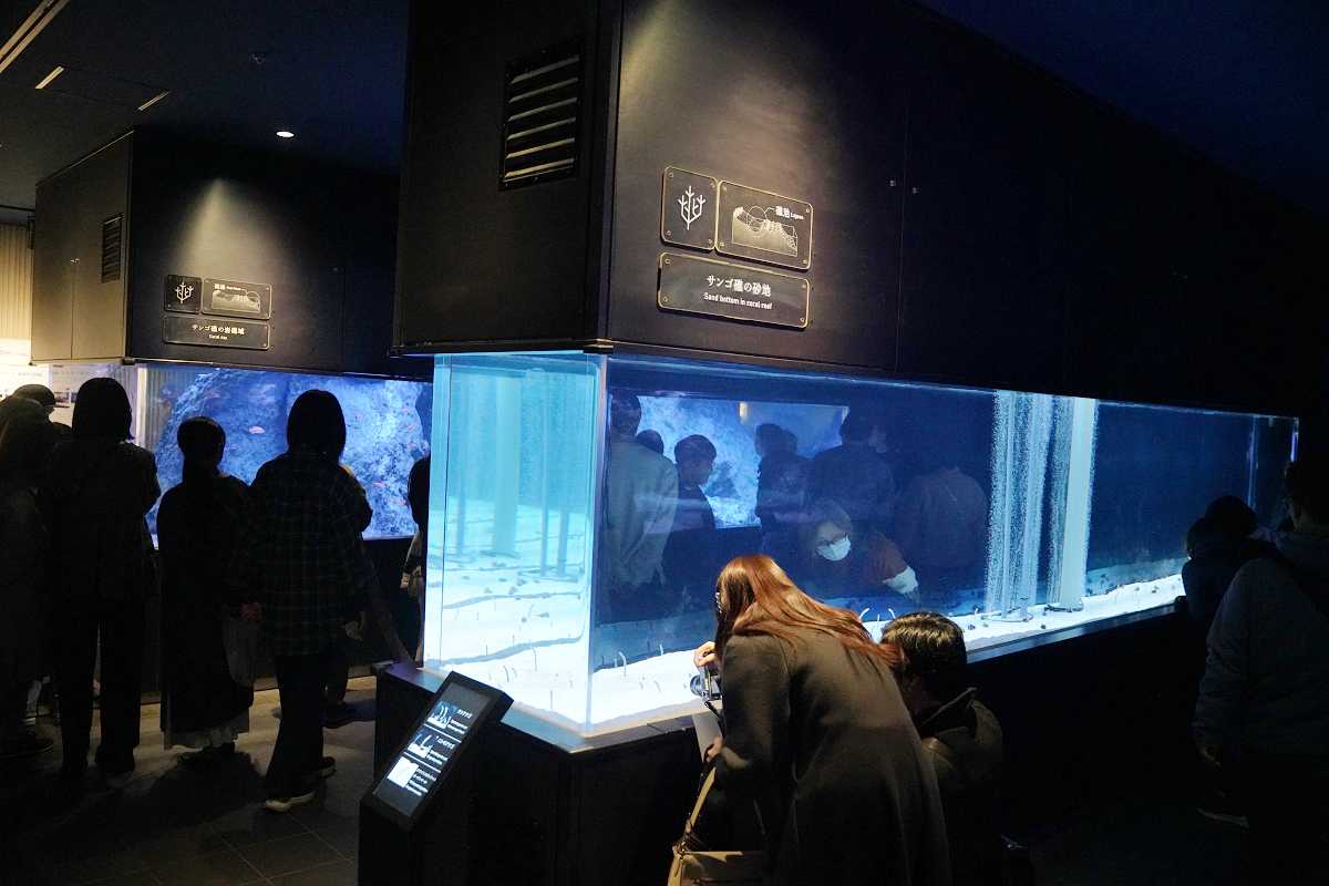【墨田水族館】東京親子室內景點推薦 東京晴空塔都市型水族館 日本規模最大開放式水槽+網美景點