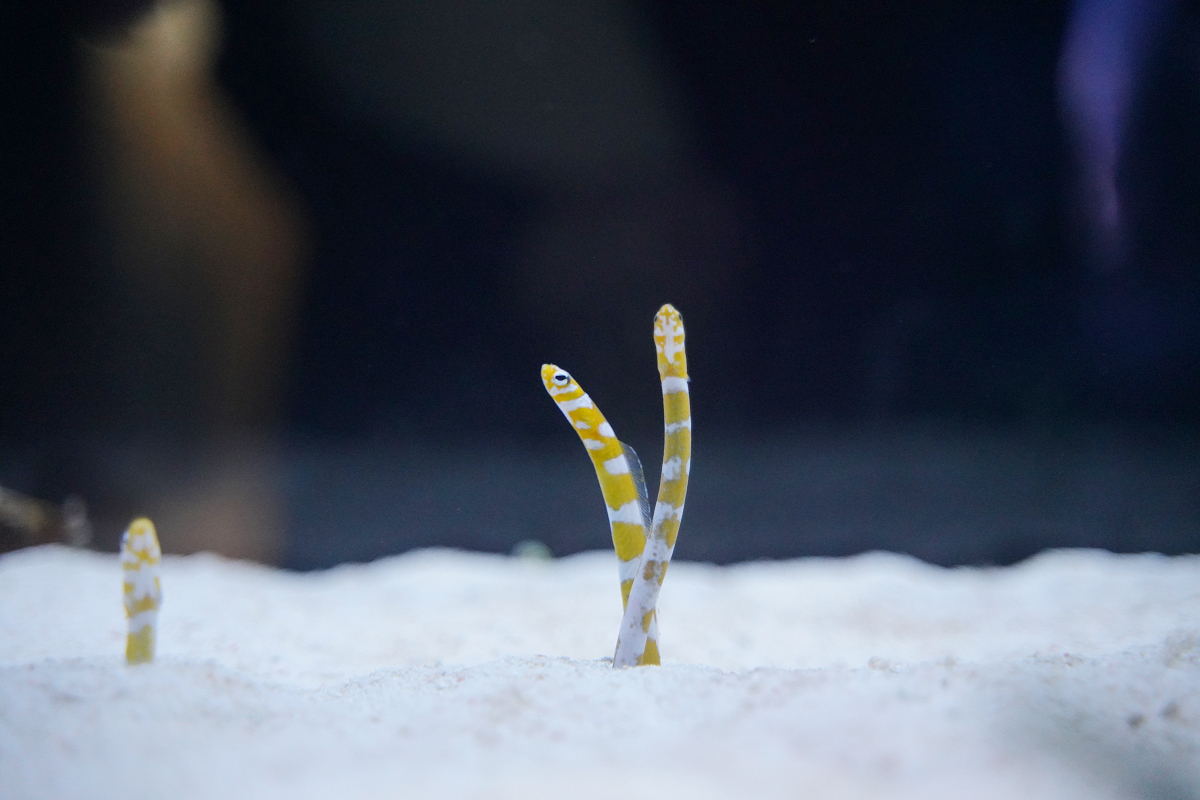 【墨田水族館】東京親子室內景點推薦 東京晴空塔都市型水族館 日本規模最大開放式水槽+網美景點