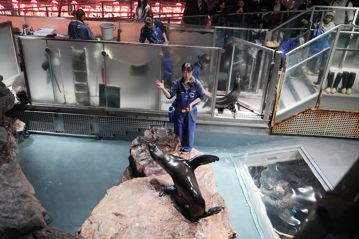 【墨田水族館】東京親子室內景點推薦 東京晴空塔都市型水族館 日本規模最大開放式水槽+網美景點