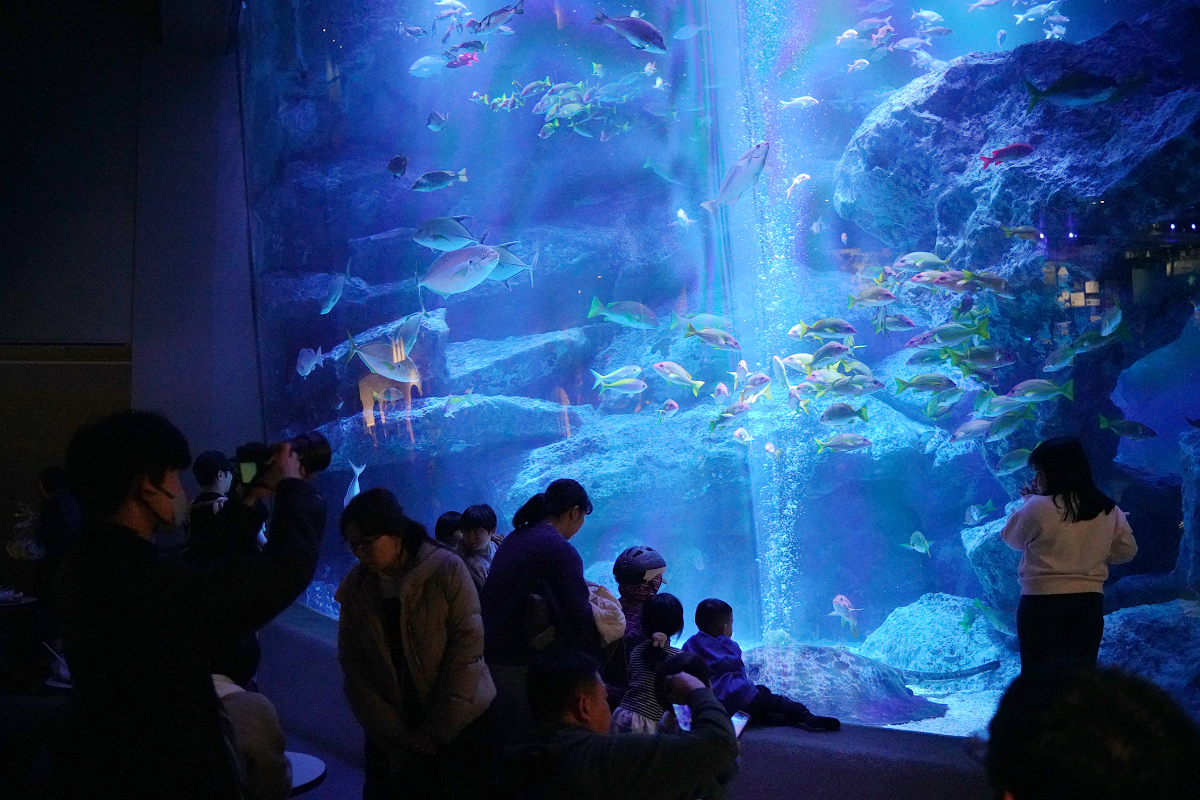 【墨田水族館】東京親子室內景點推薦 東京晴空塔都市型水族館 日本規模最大開放式水槽+網美景點